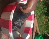 A picture of step 1 of Wet Fry Chicken#Author Marathon#.