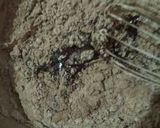 Foto langkah ke 2 dari resep Brownies cokelat panggang.