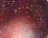 Foto del paso 3 de la receta: Mermelada de granada