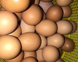 Foto del paso 4 de la receta: Hamburguesa de lentejas con Atún