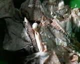 Foto langkah ke 1 dari resep Pepes Ikan Kembung Bumbu Natinombur.