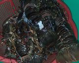 Foto langkah ke 1 dari resep Lobster Bumbu Genep Super Pedasss.