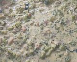 Foto del paso 3 de la receta: Salsa crema de brócoli 🥦