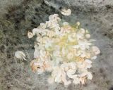 Foto langkah ke 1 dari resep Tumis Sawi Pahit Semi Pedas.