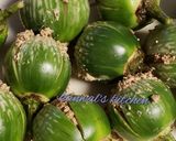A picture of step 4 of Sour brinjal curry haidrabad style.