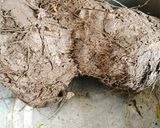 Hình bước làm 1 của món Khoai tím chiên giòn
