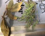 Une image de l'étape 5 de Trio de piments, tomates cerises, ail et herbes aromatiques au vinaigre.