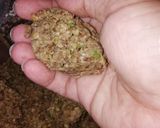 Foto del paso 1 de la receta: Croquetas de lentejas