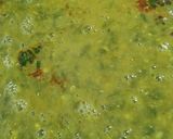 पालक दाल (Palak Dal recipe in Hindi) रेसिपी चरण 3 फोटो