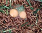 Gambar langkah 4 resipi Mi Goreng Mamak Cara Ku.