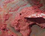 बीटरूट बर्फी (Beetroot Barfi recipe in Hindi) रेसिपी चरण 4 फोटो