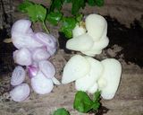 Foto langkah ke 4 dari resep Sayur Bening.