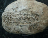 Foto del paso 12 de la receta: Pan sin amasado