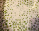 Zöldborsófőzelék 🫛 recept fázis 5 fotója