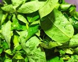 Foto langkah ke 1 dari resep Sayur Daun Katuk.