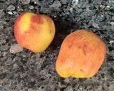 A picture of step 1 of MIXED FRUIT CUSTARD with APPLE PUREE...