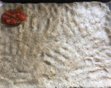 Foto del paso 3 de la receta: Pizza-Coca salada con chía