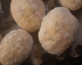 Foto del paso 8 de la receta: Bombas de papa rellenas de queso y de queso y paleta!!