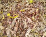 Foto langkah ke 1 dari resep Belalang Goreng Bacem (khas Gunungkidul).