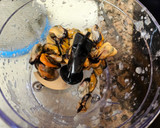 Foto del paso 2 de la receta: Mejillones tigre fácil 🪸