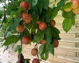 Hình bước làm 1 của món Mứt mận (Plum)