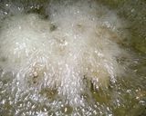 A picture of step 4 of Crispy falafel.