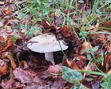 Foto del passaggio 1 della ricetta "Coppetelle al forno con patate al profumo di bosco 🥔🍄🍁🍂🌲🌳