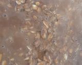Foto del paso 1 de la receta: Turrón de avena arrollada (quaker)