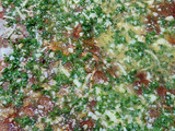 Rollo de pollo como matambre