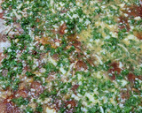 Foto del paso 3 de la receta: Rollo de pollo como matambre