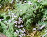 Foto del paso 3 de la receta: Untable de arvejas congeladas y ajo 🫛 🧄 Dip verde 💚