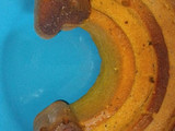 Budín de 🥭 mango