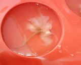 Gambar langkah 3 resipi Sakura Raindrops Cake (Mizu Shingen Sakura Mochi).