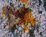 A picture of step 1 of # Thalipeeth.