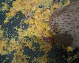 Foto langkah ke 1 dari resep Ayam goreng bawang putih.