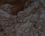 Foto del paso 1 de la receta: Pan de harina integral y salvado de trigo