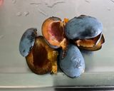 Une image de l'étape 5 de Compote aux 4 fruits du jardin, citron et vanille.