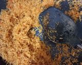 A picture of step 1 of Nirali Sawaiyan.