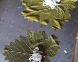 صورة لخطوة 4 من وصفة ورق عنب (دوالي)