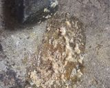 Foto langkah ke 2 dari resep Cacapan sahang hirang/lada hitam.