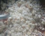 A picture of step 2 of Popcorn chikki.