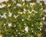 Foto del paso 7 de la receta: Chips de kale sabrosos, saludables y fáciles de preparar