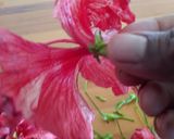 A picture of step 1 of Hibiscus Tea #AuthorMarathon.
