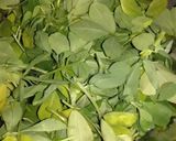 A picture of step 1 of Methi ka pratha.