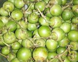 A picture of step 1 of Cordia myxa.