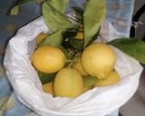 Foto del passaggio 2 della ricetta Limpido limoncello al sapore di Puglia, stile "Ferragni" 🍋🍋🍋