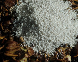 Foto del paso 5 de la receta: Arroz con secreto, setas y alcachofa