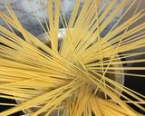 Foto langkah ke 1 dari resep Spaghetti Bolognese Sosis Ayam.