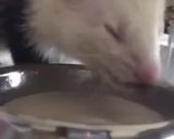 Foto del paso 10 de la receta: Sopipita de conejo para tu hurón mascota