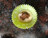 Foto del paso 5 de la receta: Muffins de vainilla rellenos con dulce de leche